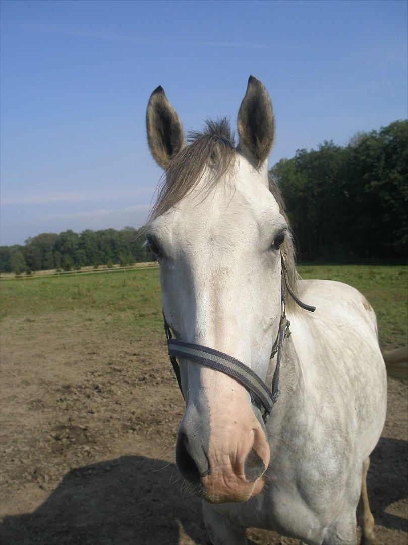 Anden særlig race Lambruzzo billede 9