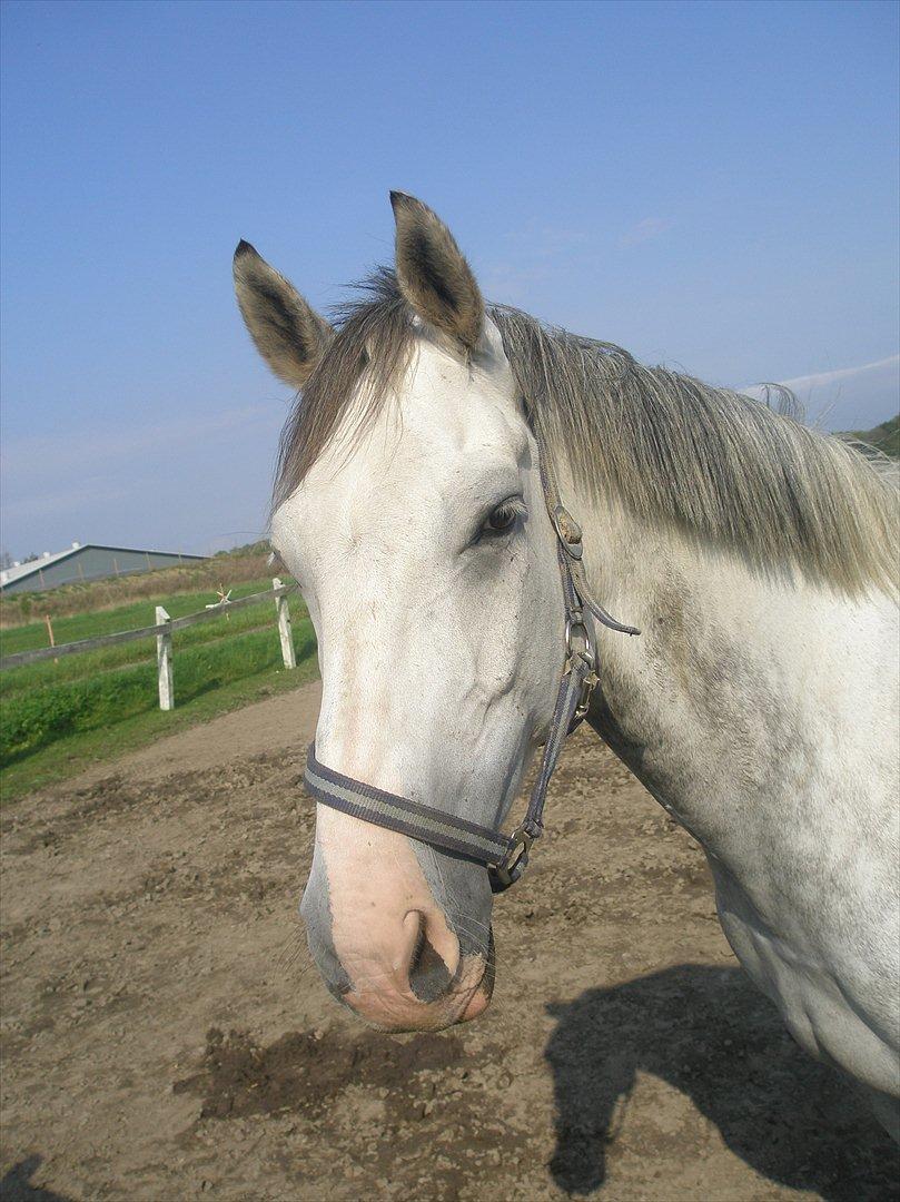 Anden særlig race Lambruzzo billede 10