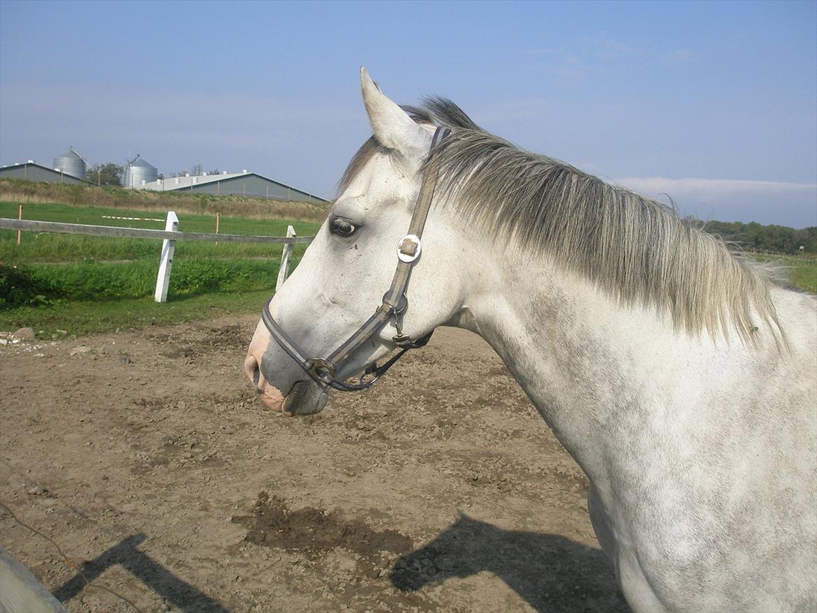 Anden særlig race Lambruzzo billede 11