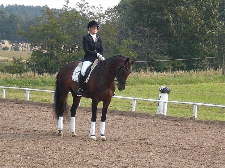 Dansk Varmblod Olivia RDH | Guldklumpen!<3| - Indridnings parade LA3 billede 11