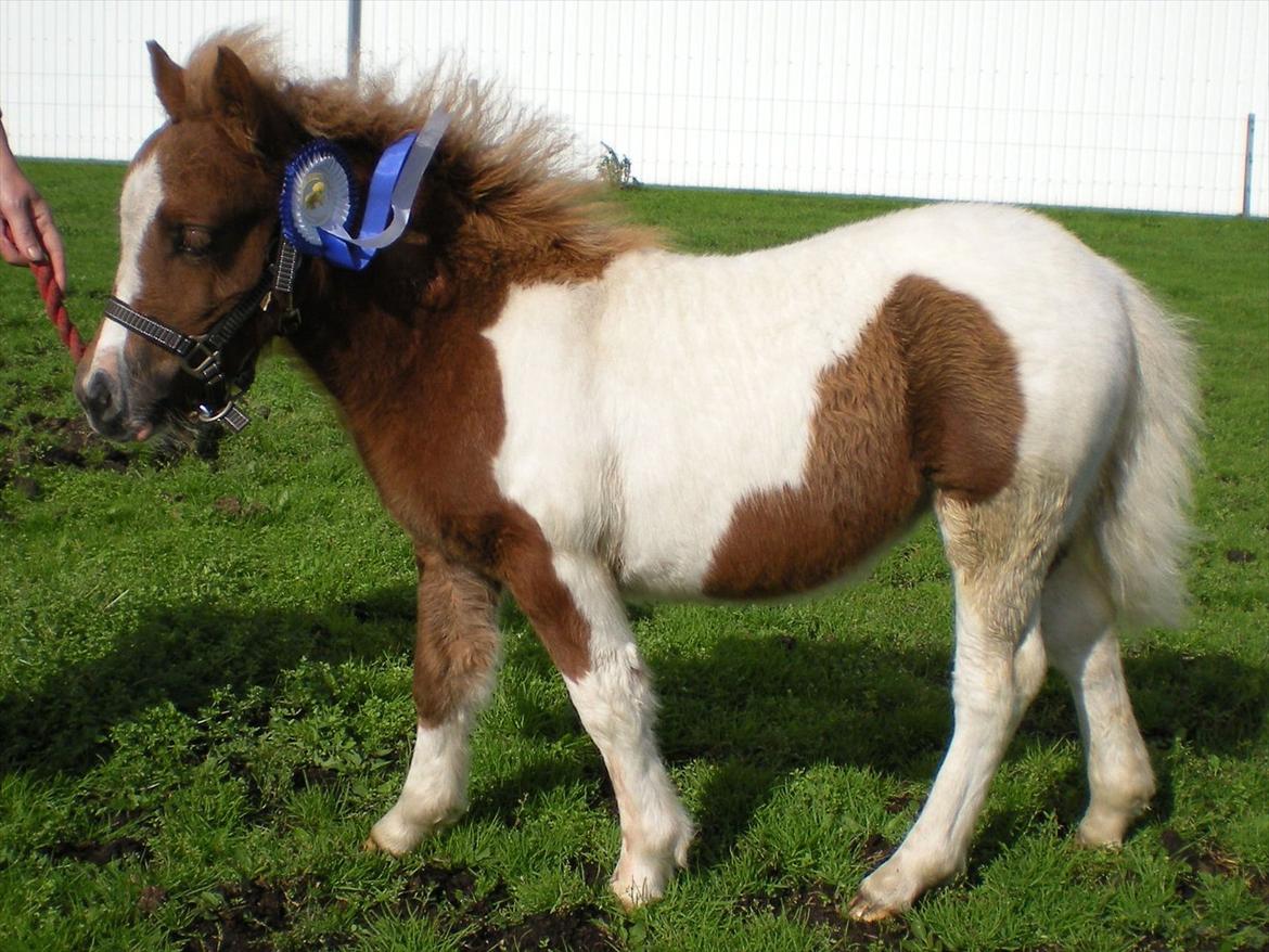 Shetlænder Skovledet Yasmin - 37 point til Følskue i Sulsted billede 13