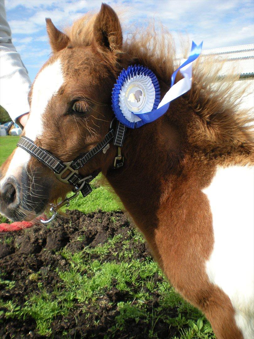 Shetlænder Skovledet Yasmin - Lækker pony :) billede 14