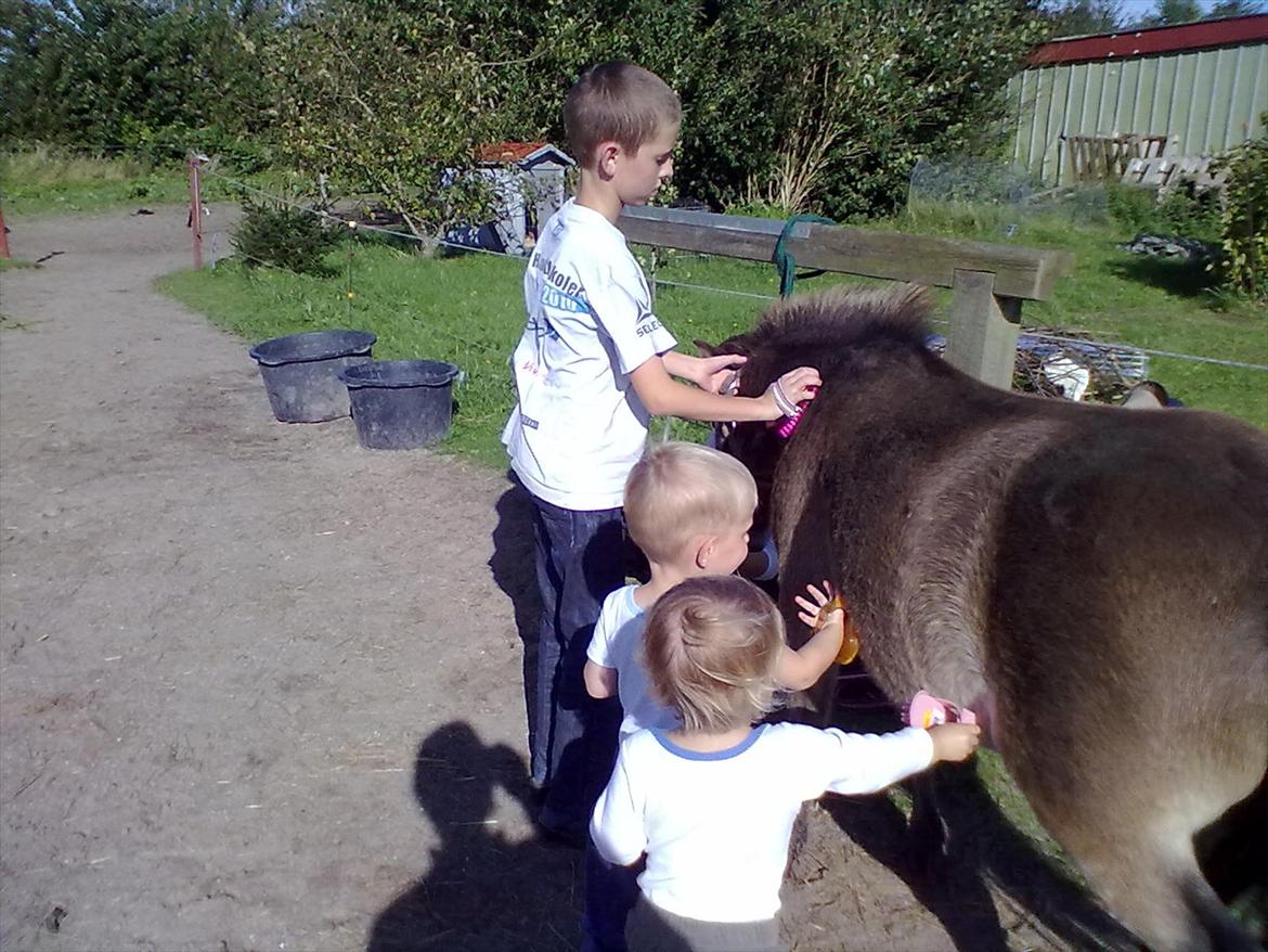 Anden særlig race Herkules billede 2