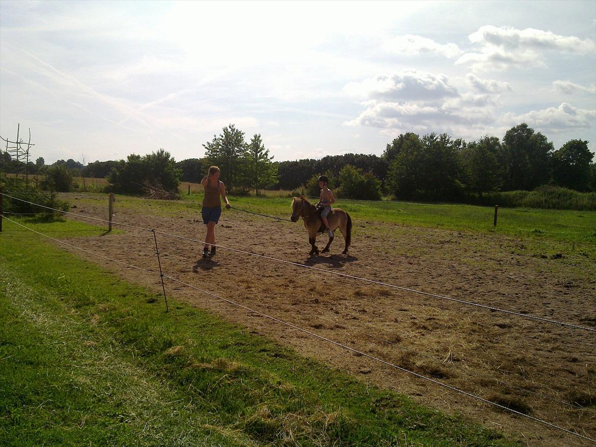 Anden særlig race Herkules billede 4