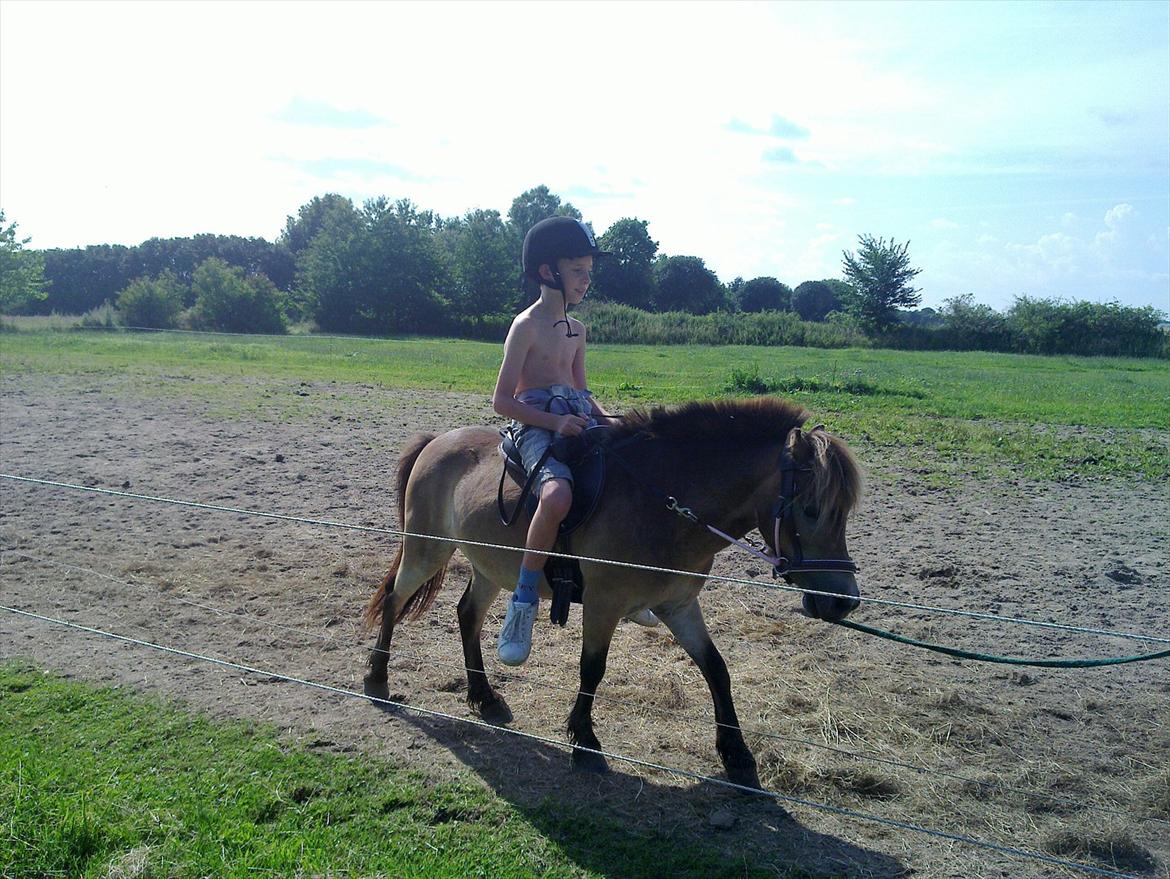 Anden særlig race Herkules billede 5