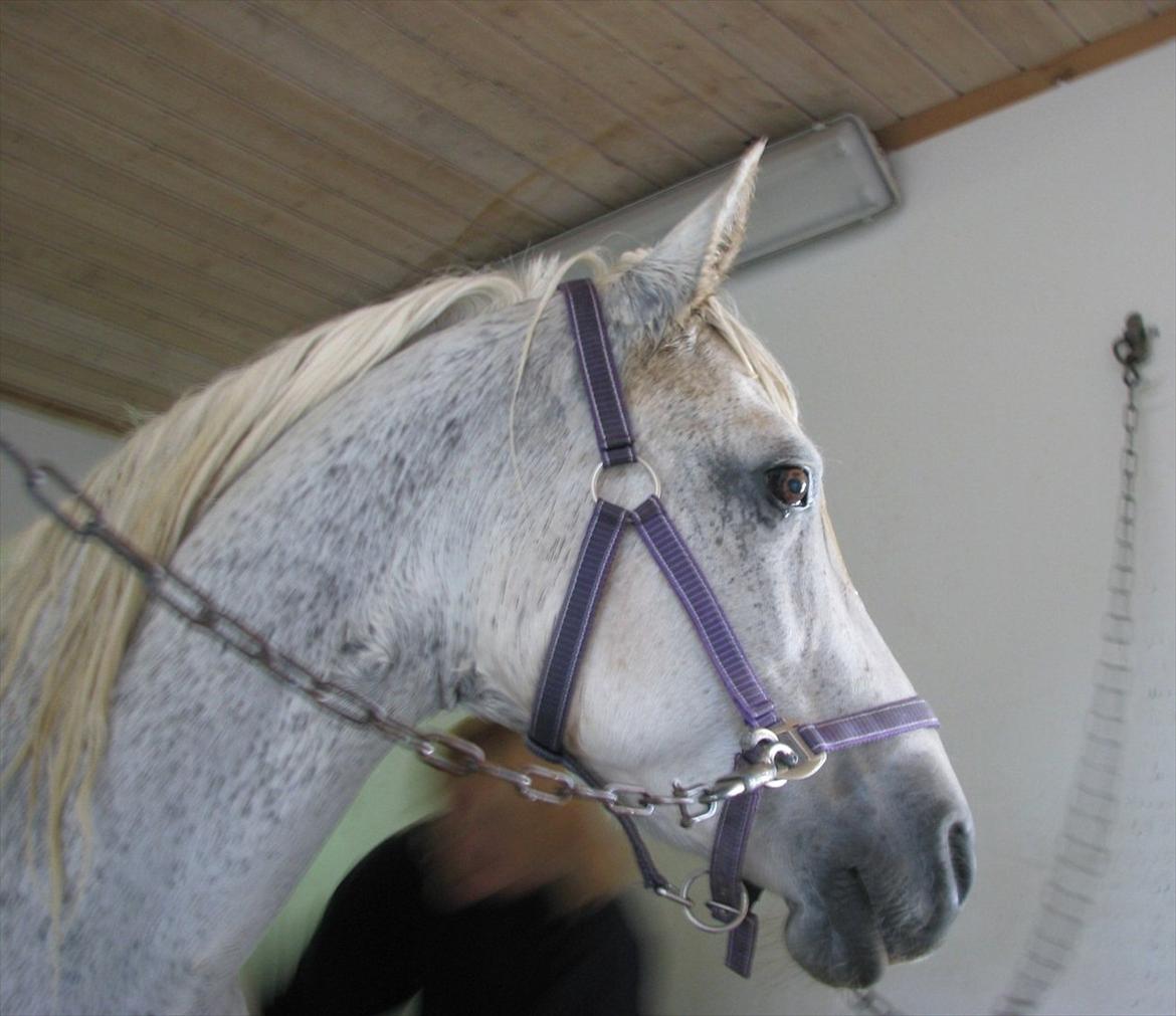 Connemara Enghøjs Irish Jewel - I bad:) billede 12