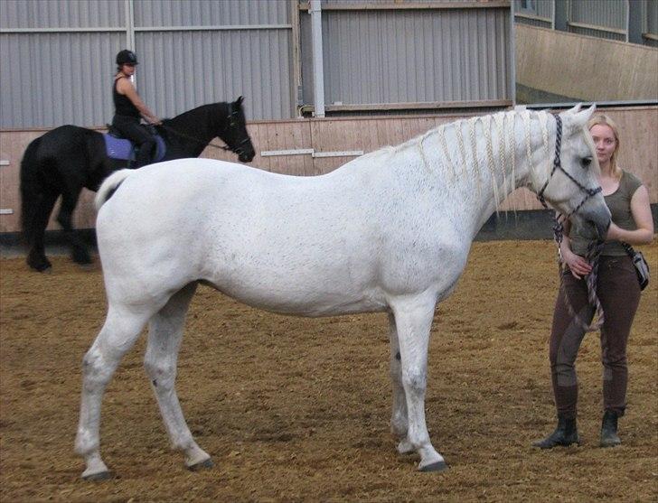 Connemara Enghøjs Irish Jewel - Så fin og ren;) billede 3