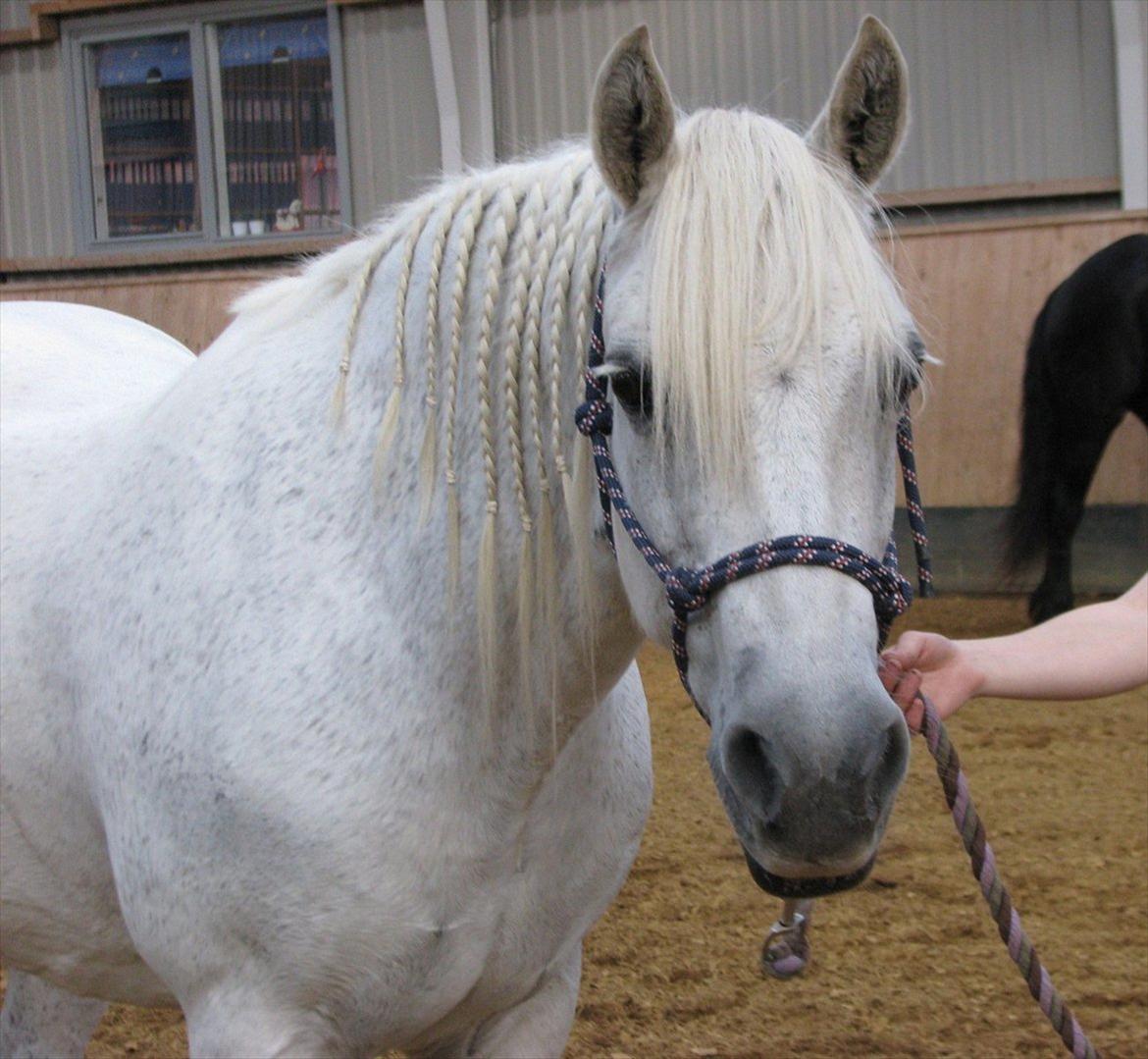 Connemara Enghøjs Irish Jewel - Hej er du der? billede 1