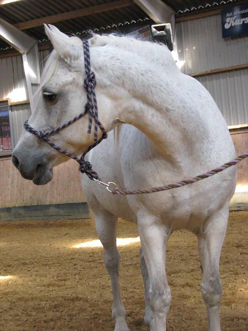 Connemara Enghøjs Irish Jewel - Hvem er det der rider rundt? billede 2