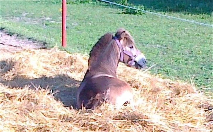 Anden særlig race Herkules billede 6