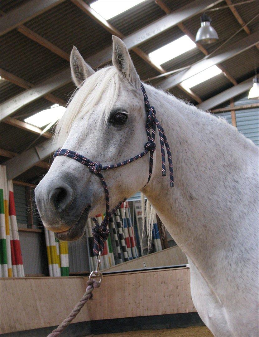 Connemara Enghøjs Irish Jewel - Så smuk:) billede 4