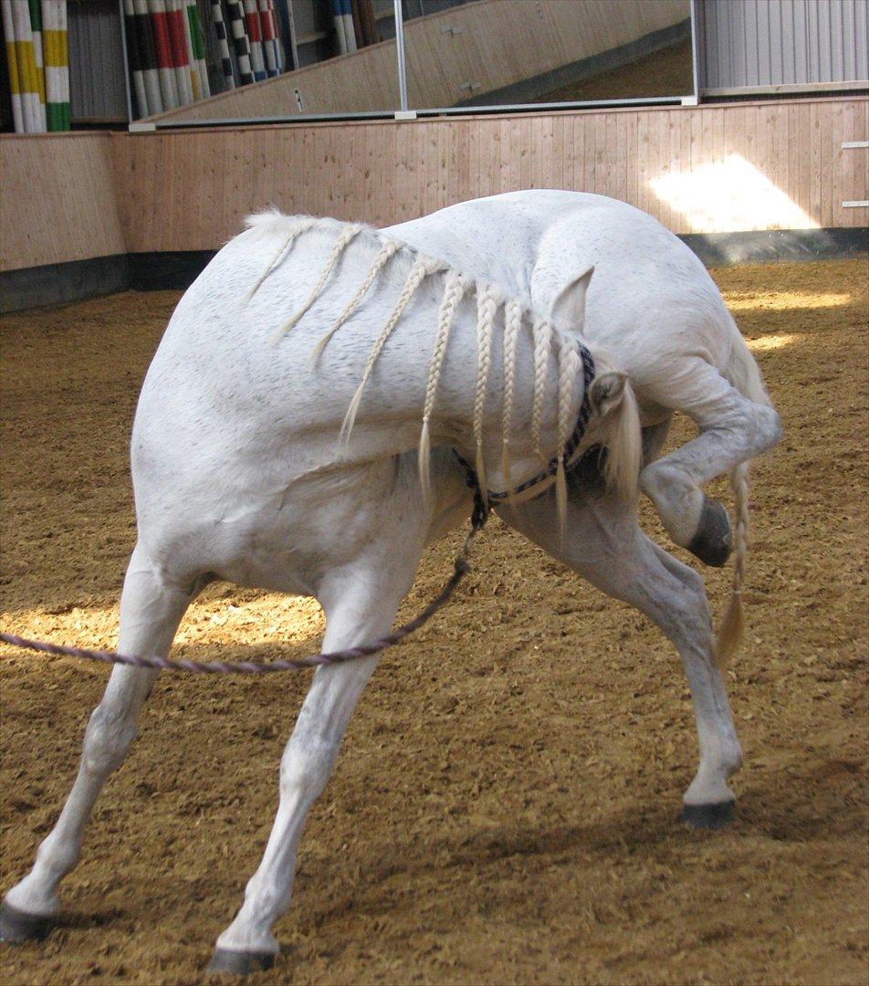 Connemara Enghøjs Irish Jewel - Uh, det klør! billede 5