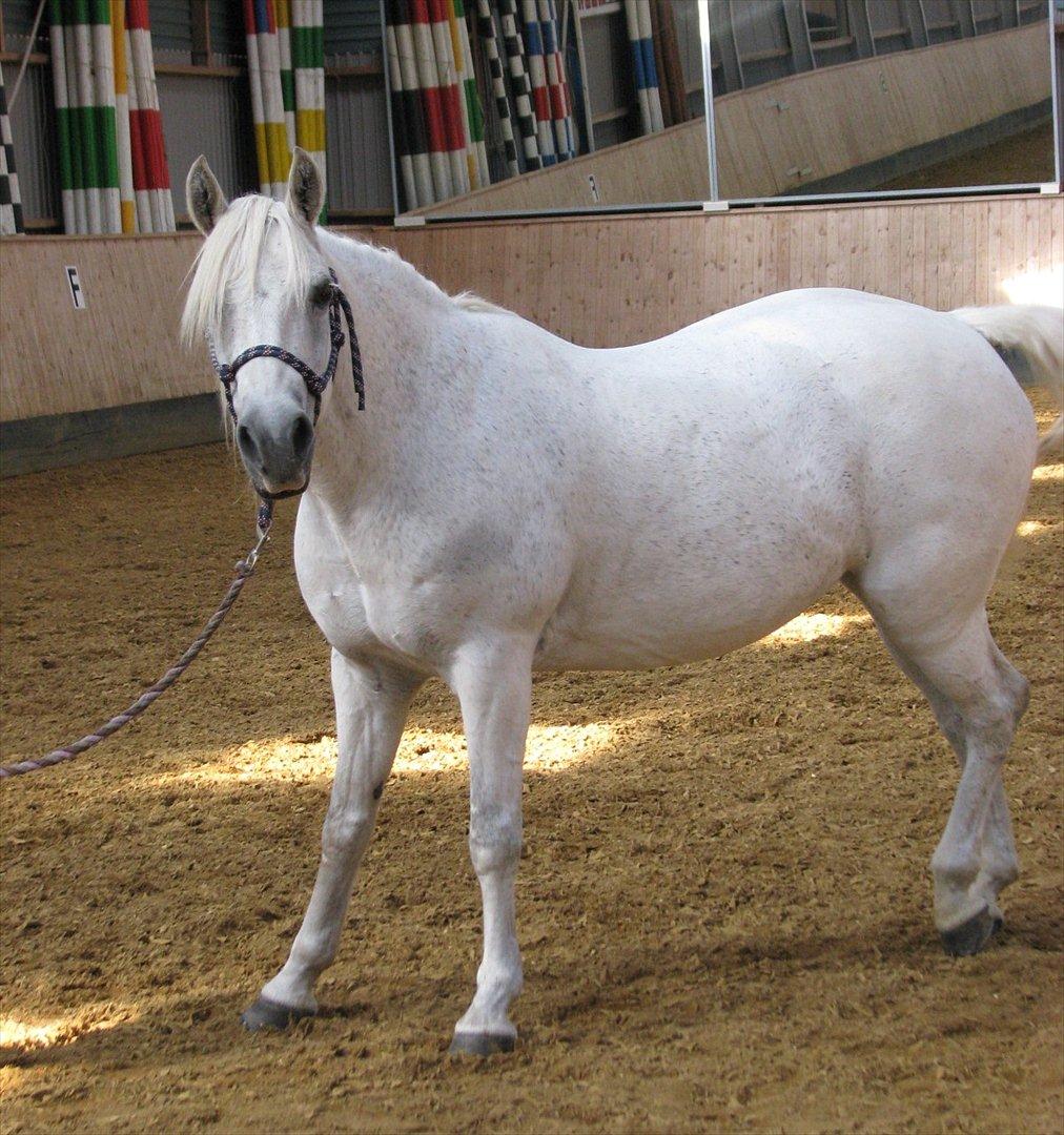 Connemara Enghøjs Irish Jewel - Det tog du ik et billede af vel? billede 6