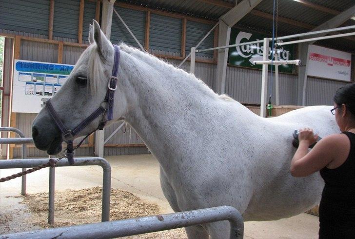 Connemara Enghøjs Irish Jewel - Lækkert; Massage! billede 8