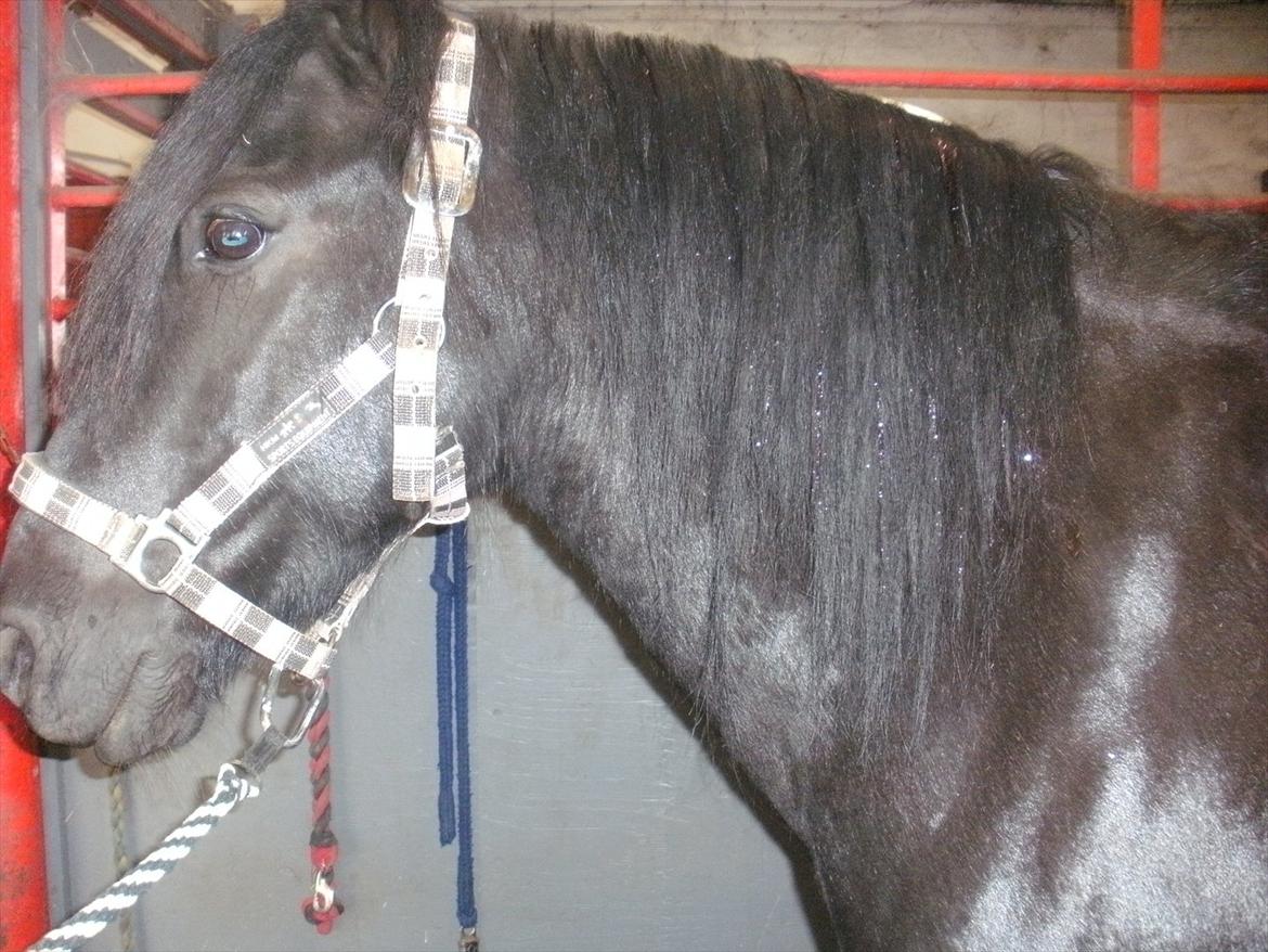 Welsh Cob (sec D) Chanel - Fra at intet til alt! billede 7