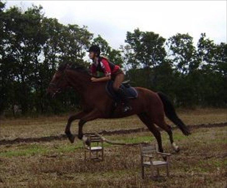 Traver Lemek Nordal. - Dygtig hest! :-) billede 7