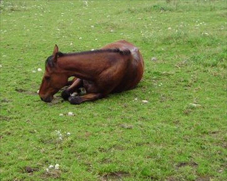 Traver Lemek Nordal. - Træt hest efter ridetur ;-) billede 19