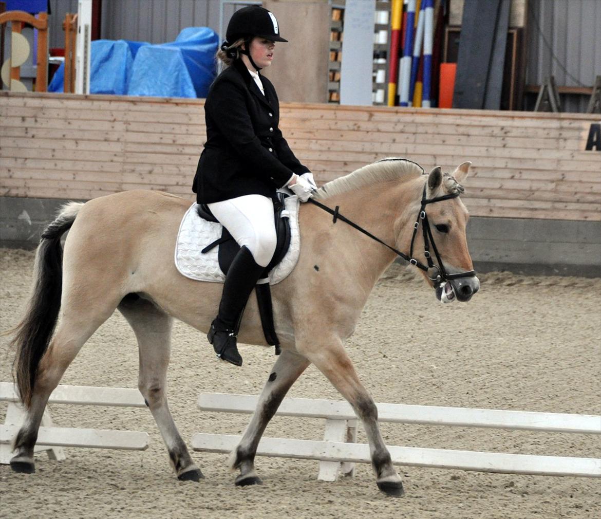 Fjordhest Freja *EUR* - LC1 her hjemme :) Efterår 11 Foto: Christina billede 18