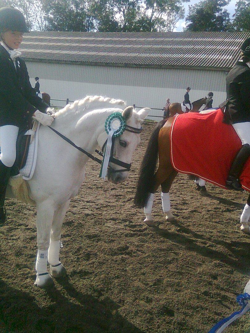 Welsh Pony (sec B) Lyngevejens Eksalon Havl A-Pony! billede 13