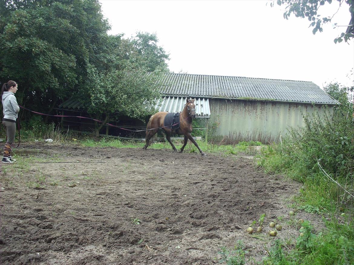Anden særlig race Ascana "solgt" - lækre Cana  billede 15