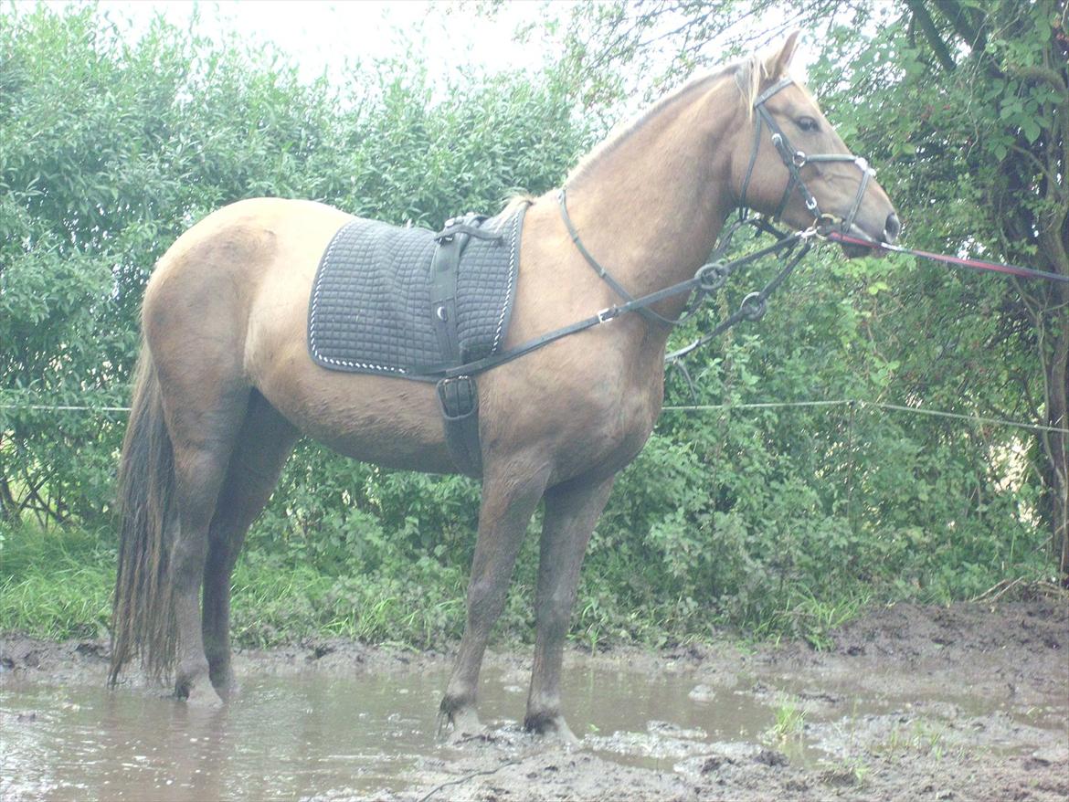 Anden særlig race Ascana "solgt" - smuksakken <3 billede 16