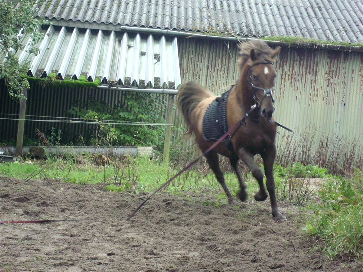 Anden særlig race Ascana "solgt" - fuld fart frem :) billede 17