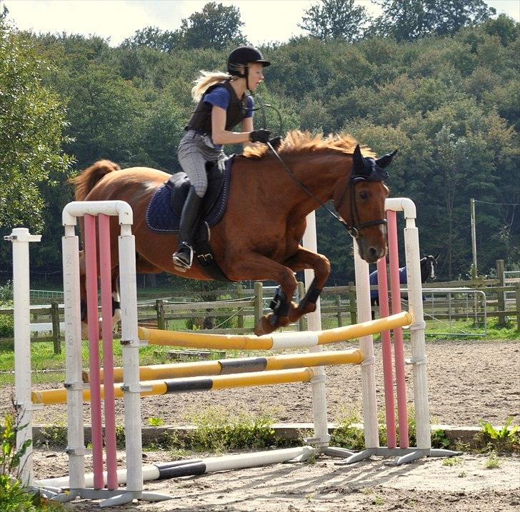 Dansk Varmblod Bijou - R.I.P. min skat! <3 billede 18