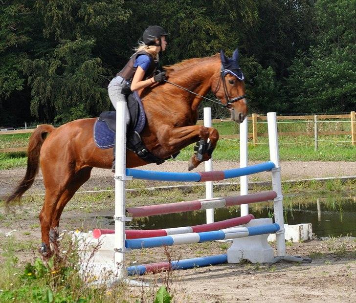 Dansk Varmblod Bijou - R.I.P. min skat! <3 billede 19