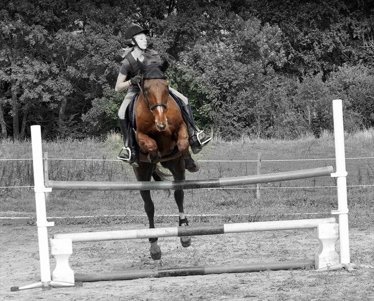 Dansk Varmblod Bijou - R.I.P. min skat! <3 billede 20