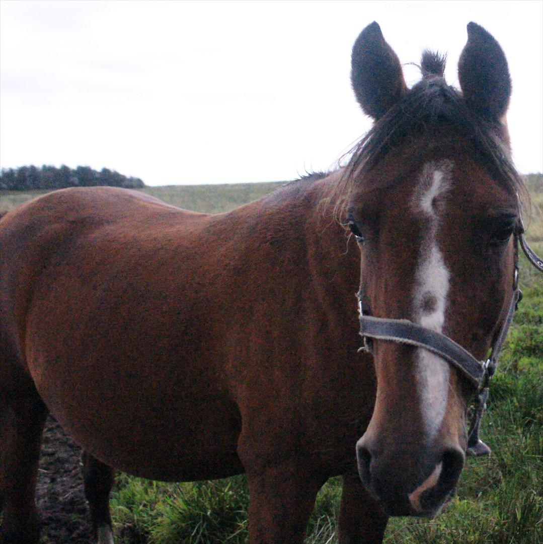 Arabisk fuldblod (OX) Amorella (rella) billede 12