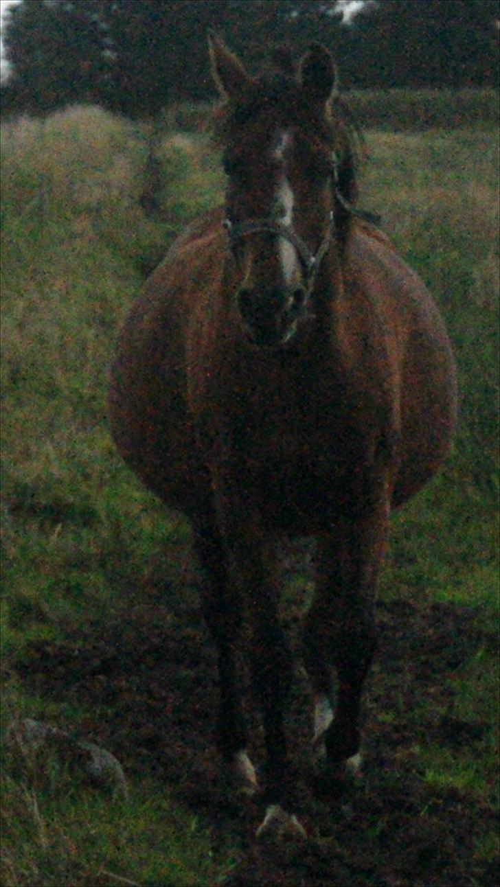 Arabisk fuldblod (OX) Amorella (rella) billede 13