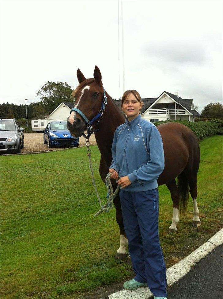 Hollandsk Sportspony Tøsen <33 - før vi skulle til stævne  billede 2