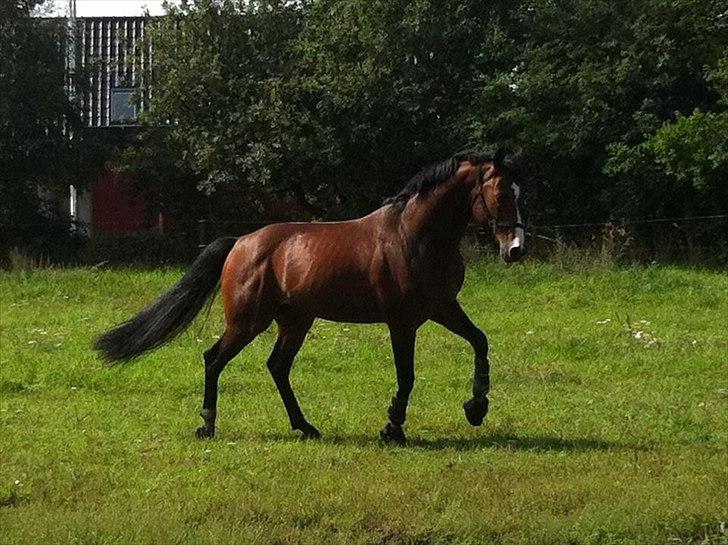 Dansk Varmblod Que Vadis <3 - Min hingstede basse på fold *-:! billede 6