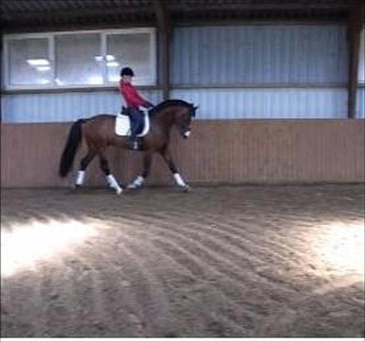 Dansk Varmblod Que Vadis <3 - Billede taget ud fra video, da jeg prøvede ham ved Helmer *-:! billede 7