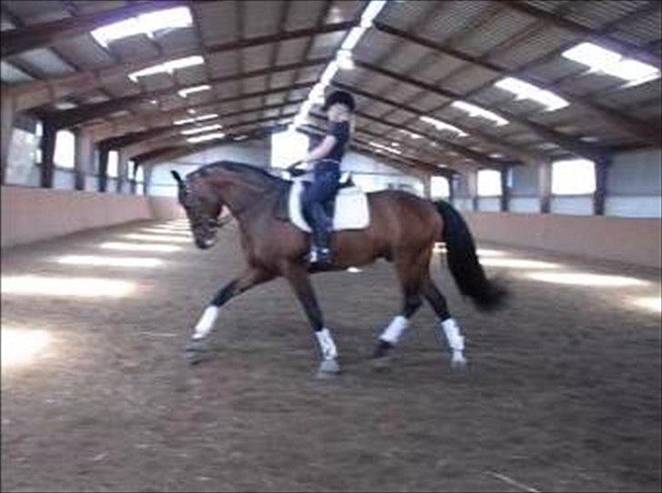 Dansk Varmblod Que Vadis <3 - Billede taget ud fra video, da jeg prøvede ham ved Helmer *-:! billede 8