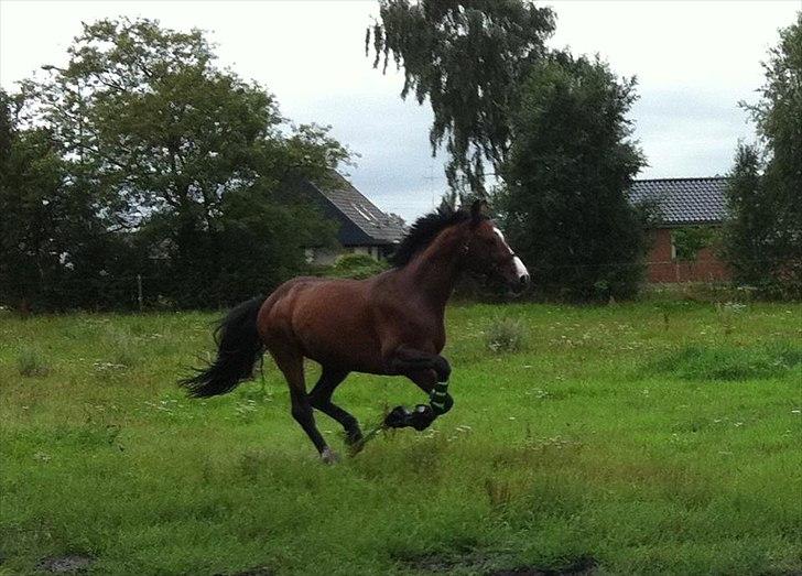 Dansk Varmblod Que Vadis <3 - Jeg kan næsten flyve!! :D billede 10