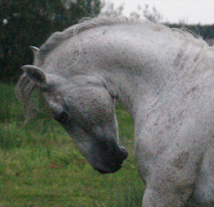 Arabisk fuldblod (OX) Silviars Benjamin CA fri billede 18