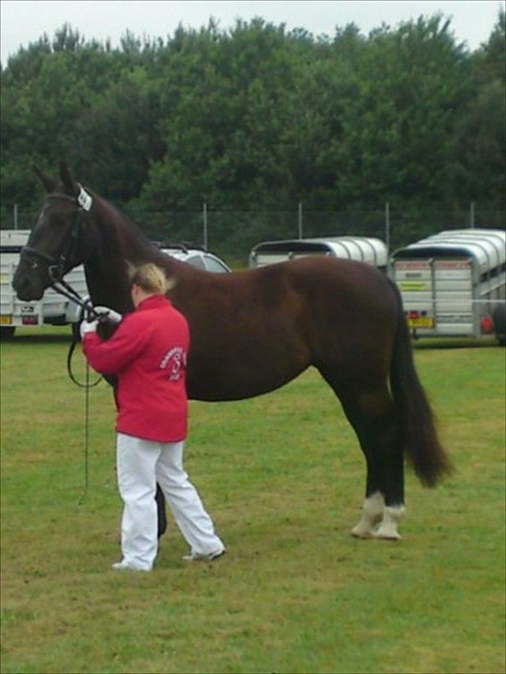 Oldenborg Grønbæks Dior - Landskuet  billede 1