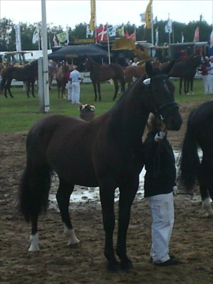 Oldenborg Grønbæks Dior - Hjørring Dyreskue  billede 4