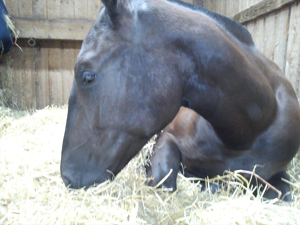 Oldenborg Grønbæks Dior - Meget træt på landskuet.  billede 5