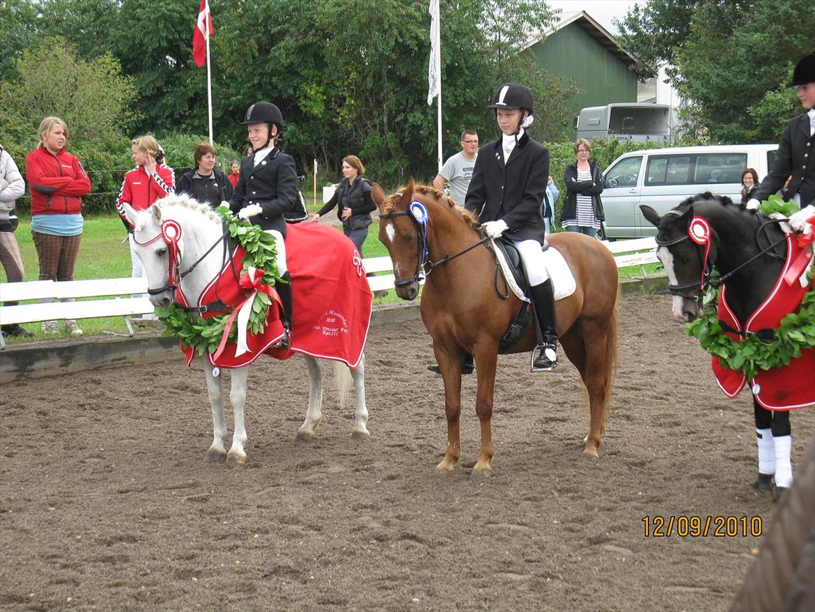 Welsh Pony af Cob-type (sec C) Tjekita ¤My Soulmate¤ - Elsker du skønhed, så elsk ikke mig, for alle i verden, er skønnere end jeg. Elsker du rigdom, så elsk ikke mig, for alle i verden, er rigere end jeg. Men elsker du kærlighed, så elsk kun mig, for ingen i verden, elsker dig højere end jeg.. Mesterfotograf billede 20