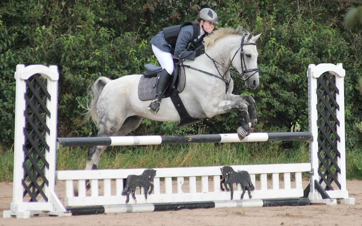 DSP Rafael Søblink *Soulmate* - Billede fra stævne 11/9/11 billede 19