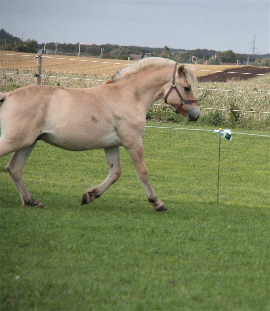 Fjordhest Hegnsvangs Lobo - Lobo 15 måneder  billede 2