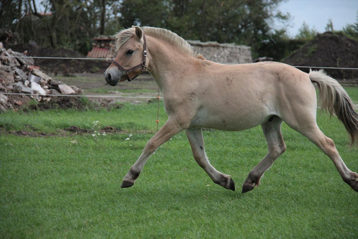 Fjordhest Hegnsvangs Lobo - Lobo 15 måneder  billede 3