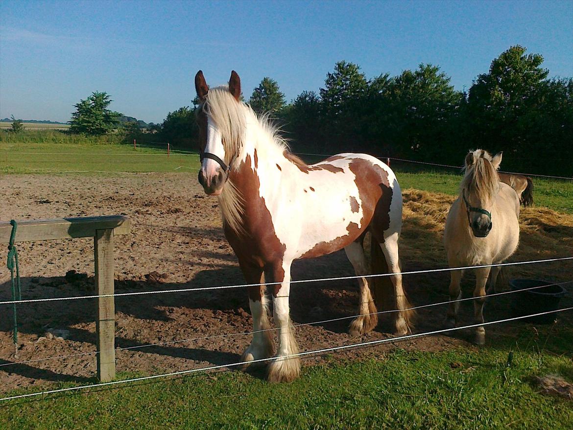 Tinker Piebald Irish Kiki billede 17