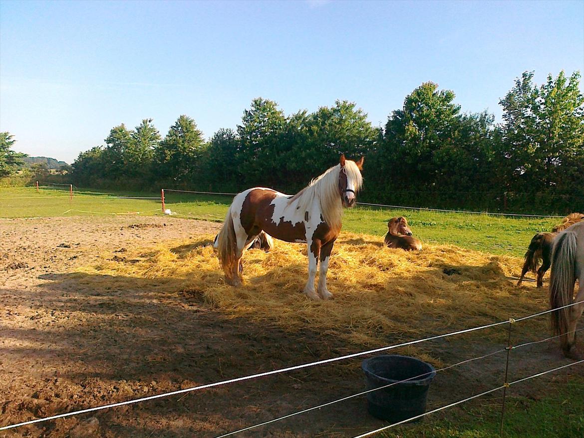 Tinker Piebald Irish Kiki billede 18