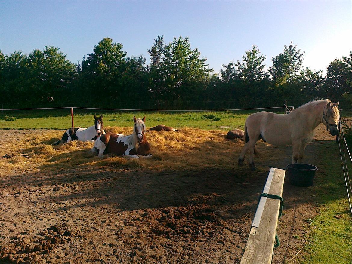 Tinker Piebald Irish Kiki billede 19