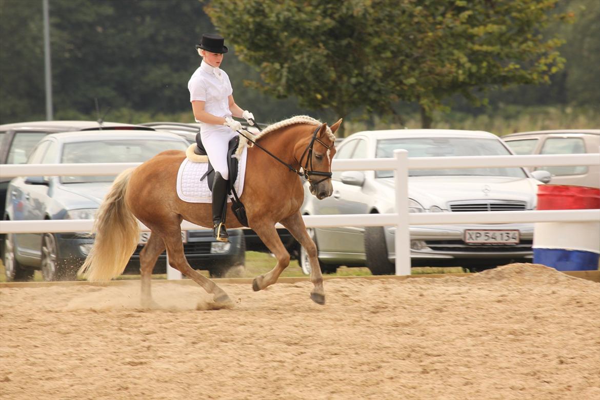 Haflinger Lamara - Opvarmning til Haflinger DM d. 21. august 2011. billede 1