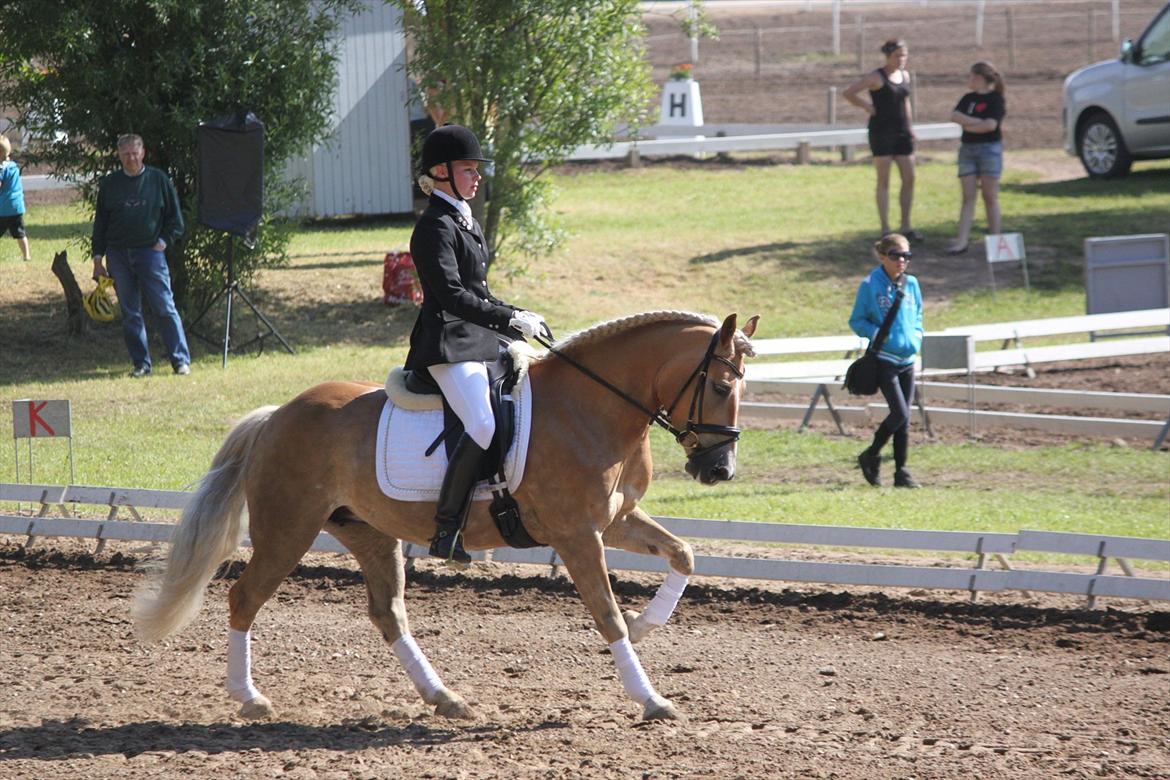Haflinger Lamara - Morsø 2011 - LA1-A billede 11
