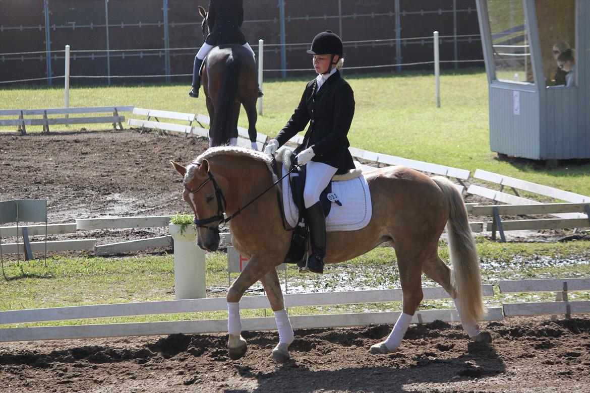 Haflinger Lamara - Morsø 2011 - LA1-A billede 10